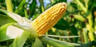 Nigeria Says NO to Illegally Imported GMO