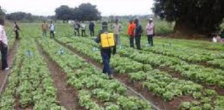 EU Lifts Ban as Ghanaian Vegetable Farmers Solicit FG Support