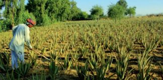 Farmers and Land Buyers In Ogun Charged On Proper Verification