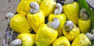 Boosting Cashew Exportation: Experts Weigh In