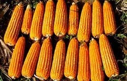 Institute Distributes New Maize Variety to Oyo Communities