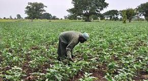 “We are Targeting Youths for Increased Food Production” – Anambra Commissioner for Agriculture