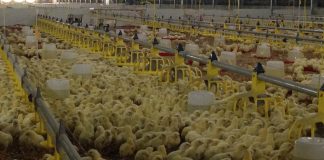 Ogun State Government Urges Poultry owners to register their Poultry Farm