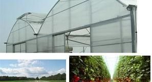 Dizengoff, Others Set Up Greenhouse Farming Fund
