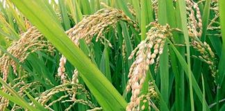 Rice Farmers, Others to Access Bill Gates’ $30bn Agricultural Grant