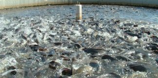 FG Optimising Aquaculture For Economic Wealth and Job Creation – Lokpobiri