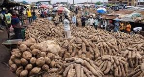 Exporters Refute Yam Rejection Claim