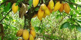 Stakeholders Call for Private Sector-Driven Cocoa Regulatory Institution