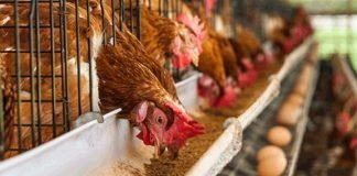 FG to Clampdown on Poultry Product Smugglers, Vendors