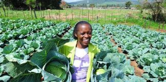 Federal Government Challenged On Graduate Farm Scheme