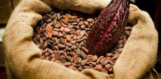 CAN Raises Tone Against Multiple Cocoa Revenue Points