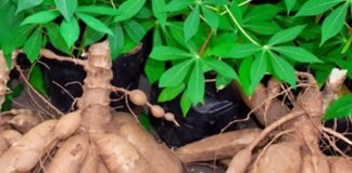 Global Cassava Coalition Supports Africa’s Cassava Transformation