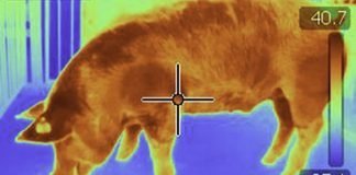 Scientists Employ 3-D Imaging in Swine Research