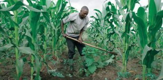 Government Tasked to use Agriculture to Tackle Youth Unemployment