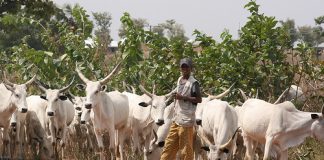 Cattle Colonies: No Plans to Reallocate Community Lands to Herdsmen—FG