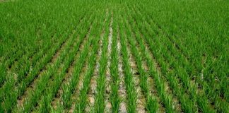 Edo State Calls for Farm Produce Off-Takers