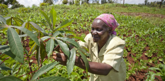 FMARD Trains 75 Women On Cassava Production