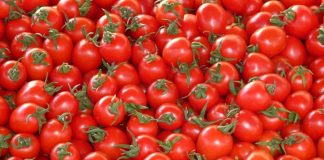 FG Partners Kano on Tomato Preservation