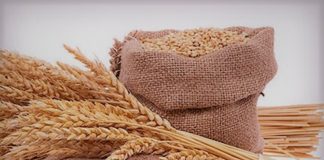 Wheat Production Opportunity in Nigeria