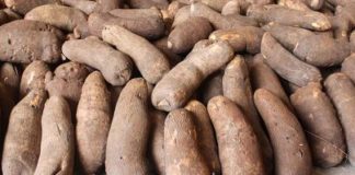 FMARD and IITA to Train Yam Farmers