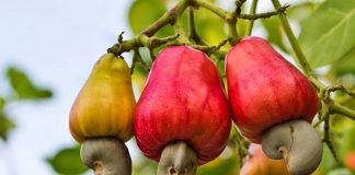 Kogi to Add Cashew Cultivation into Farmer’s Scheme