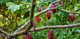 Kwara State Plans to Revive Cocoa Farming