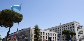 FAO Increases Productivity of Farmers in North East -Koroma