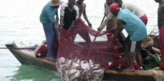 Borno Moves to Resuscitate Fishing at Lake Chad Basin