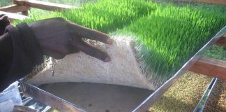 NFGCS Launches Hydroponic Program for Feeding Cattle