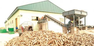 Psaltry and Others Empowers Youths in Cassava Production in Oyo
