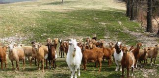 FG to Re-introduce Registration of Ruminants from Neighboring Countries