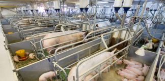 Livestock Modernization, a Great Investment Opportunity for Agripreneurs – Experts