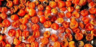 Experts Weigh in to Reduce Post-Harvest Loss in Tomato