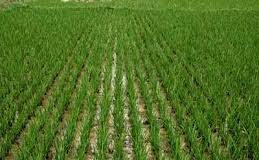 Kano Increases Rice Production to 3 Million Tonnes Yearly – Ganduje