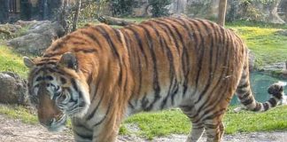 Tiger at a New York Zoo Tests Positive for Coronavirus