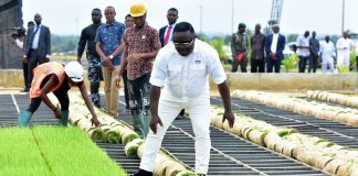 Cross River Battles to Sell, Evacuate Mature Rice Seedlings