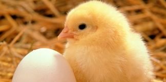 PAN Urges States to Relax Rules Restricting Food Movement