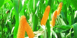 Abia ADP Fortifies Farmers with Improved Maize Seeds, Inputs