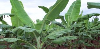 NIHORT Evaluates IITA Plantain, Banana Hybrids for Distribution to Farmers