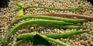 Economic Prospects in Cowpea Production
