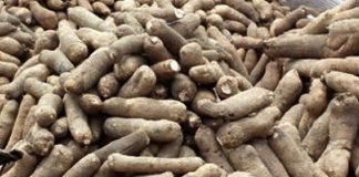 Hidden Prospects in Yam Production