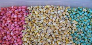NASC Set to Distribute 81,000MT of Seeds to Farmers