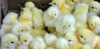 Poultry Farmers Lose Over N200bn to COVID-19 in Oyo State