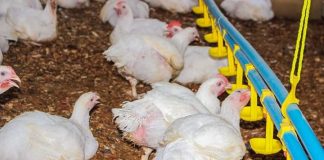 Ogun Broiler Project Beneficiaries Begin Sale of Birds