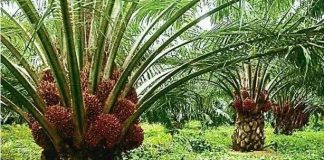 NPPAN Demands Creation of Nigeria Oil Palm Development Council