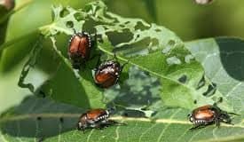 FG Approves N13bn to Fight Pests Across 12 States