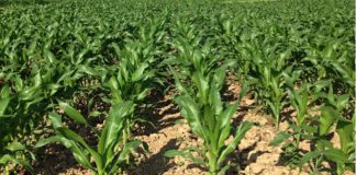 Katsina Farmers Express Worry Over Decline in Maize Cultivation