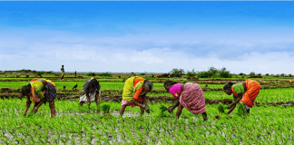 Nigeria to Improve Food Production with ‘Agric for Food and Jobs Plan’