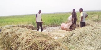 RIFAN Suspends Anchor Borrower Scheme in Kano Over Alleged N10-Billion Fraud