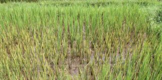 Ebonyi Rice Farmers Lose Over N50m to Prolonged Pests Infestations